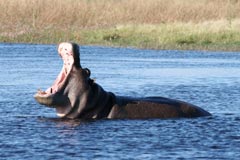 Hippos Yawn
